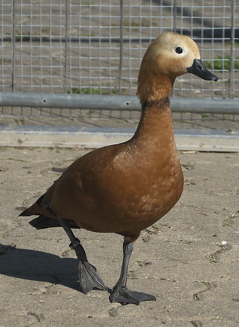 磨炼